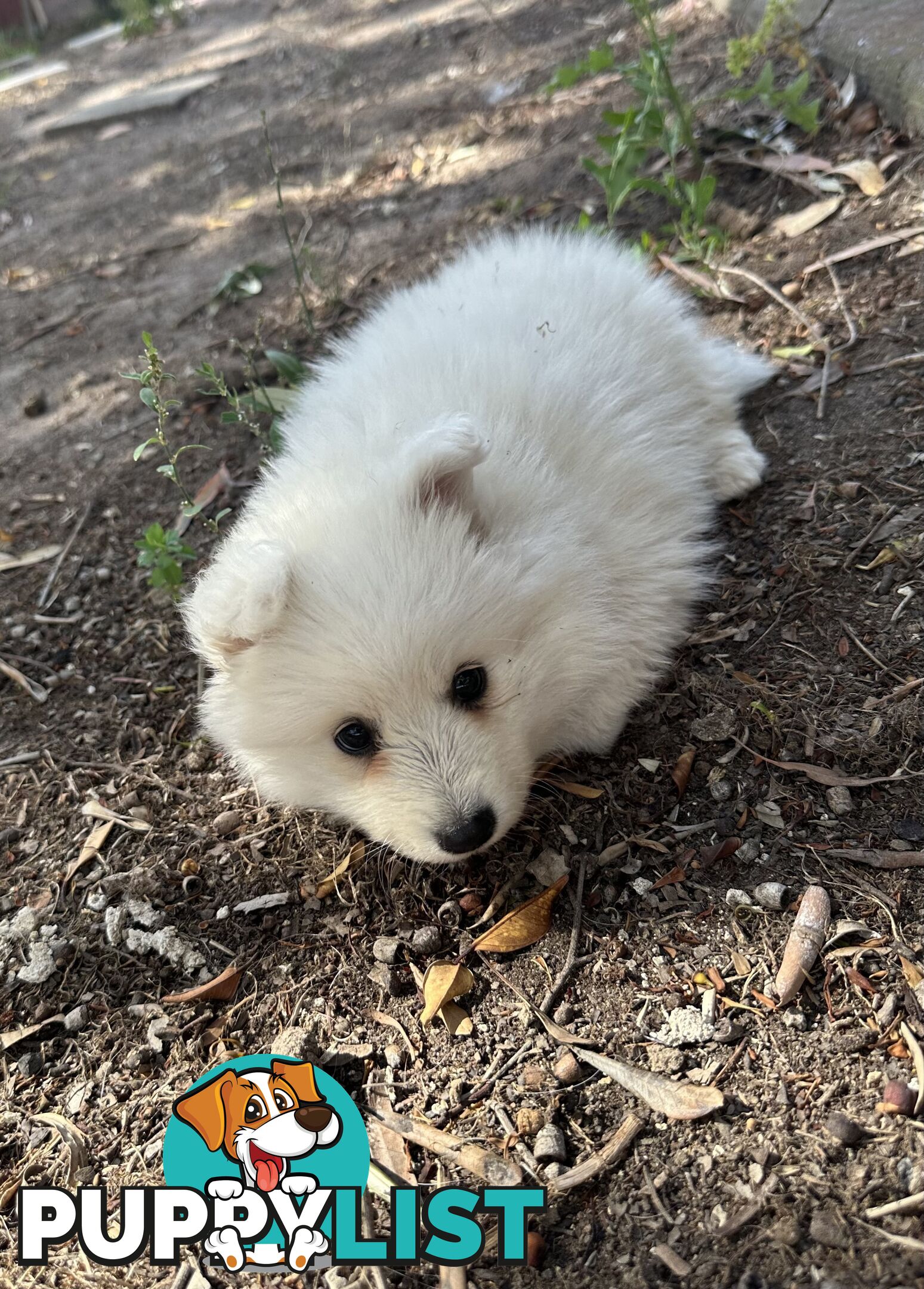 ADORABLE PUREBRED JAPANESE SPITZ FOR SALE