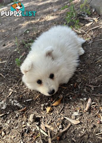 ADORABLE PUREBRED JAPANESE SPITZ FOR SALE