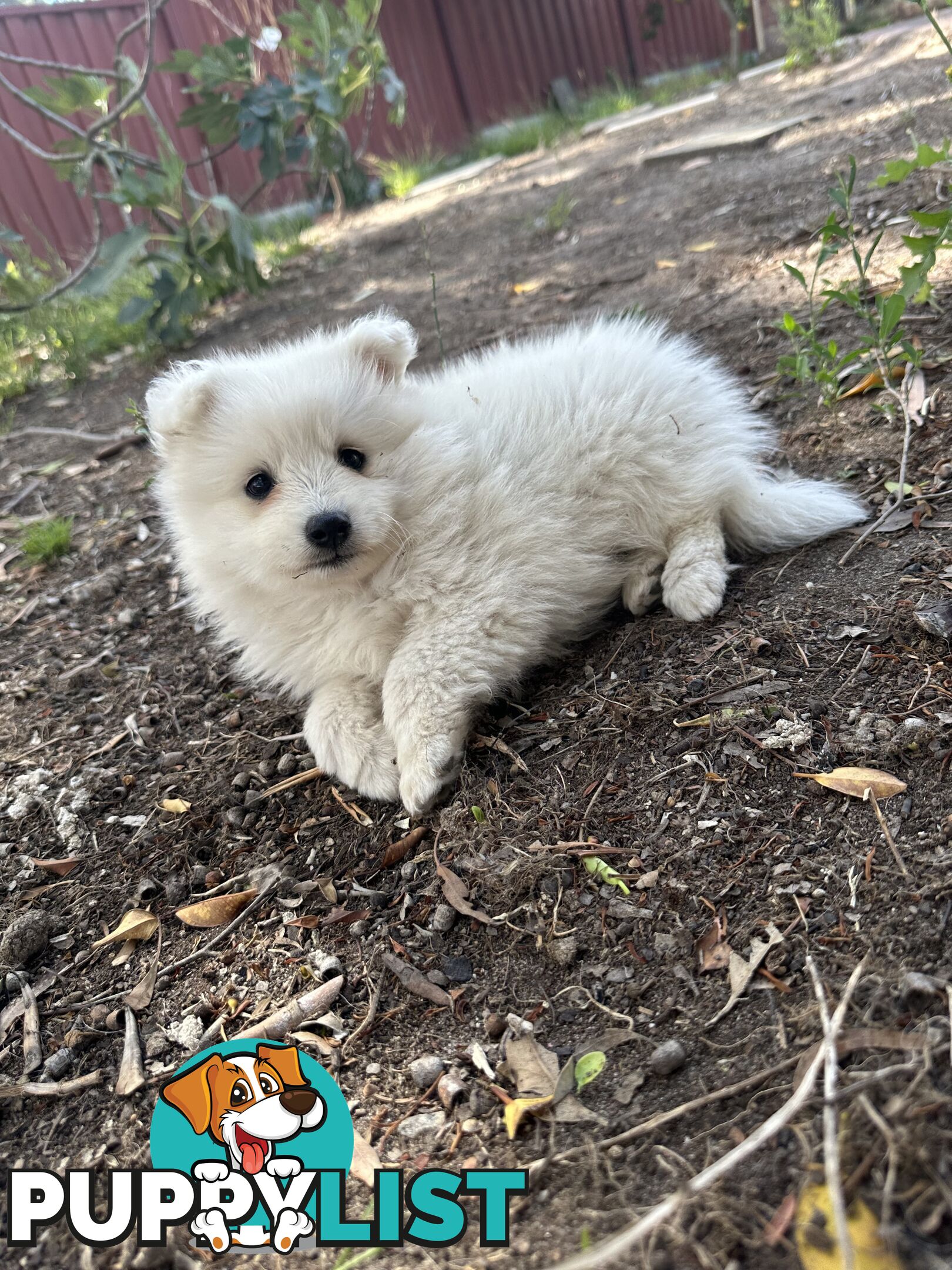 ADORABLE PUREBRED JAPANESE SPITZ FOR SALE