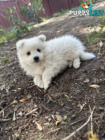 ADORABLE PUREBRED JAPANESE SPITZ FOR SALE