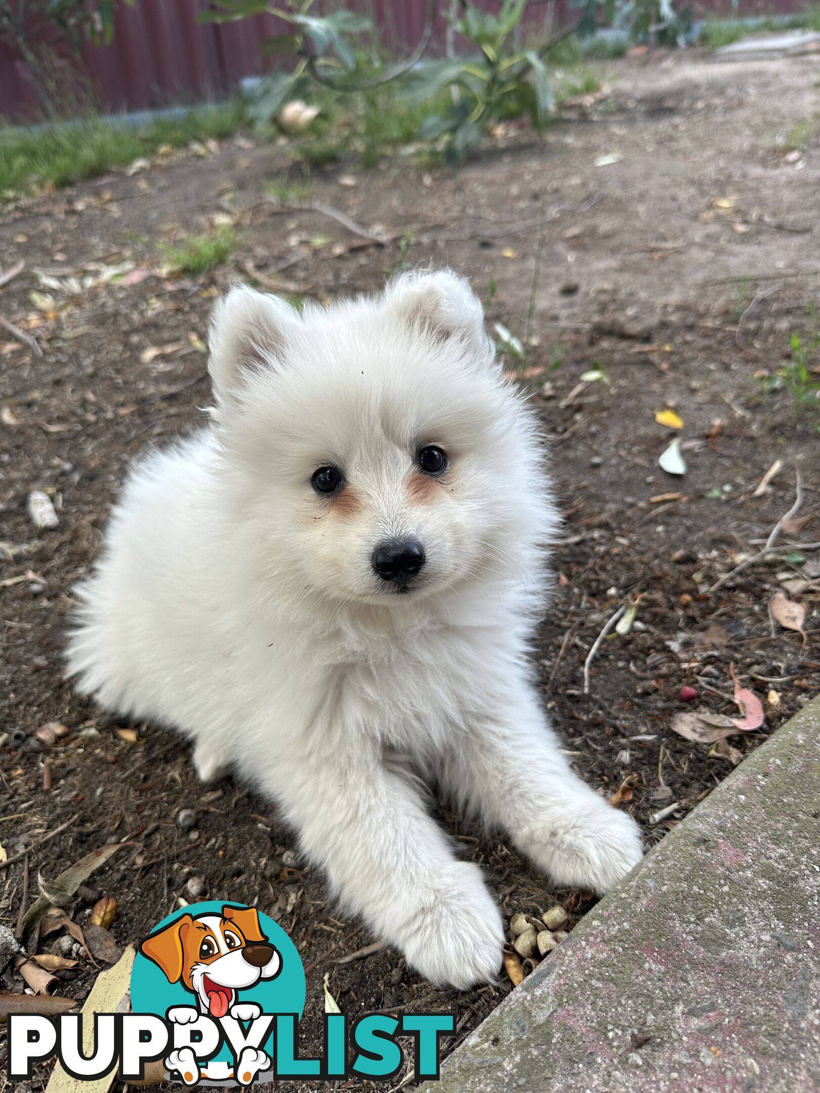 ADORABLE PUREBRED JAPANESE SPITZ FOR SALE