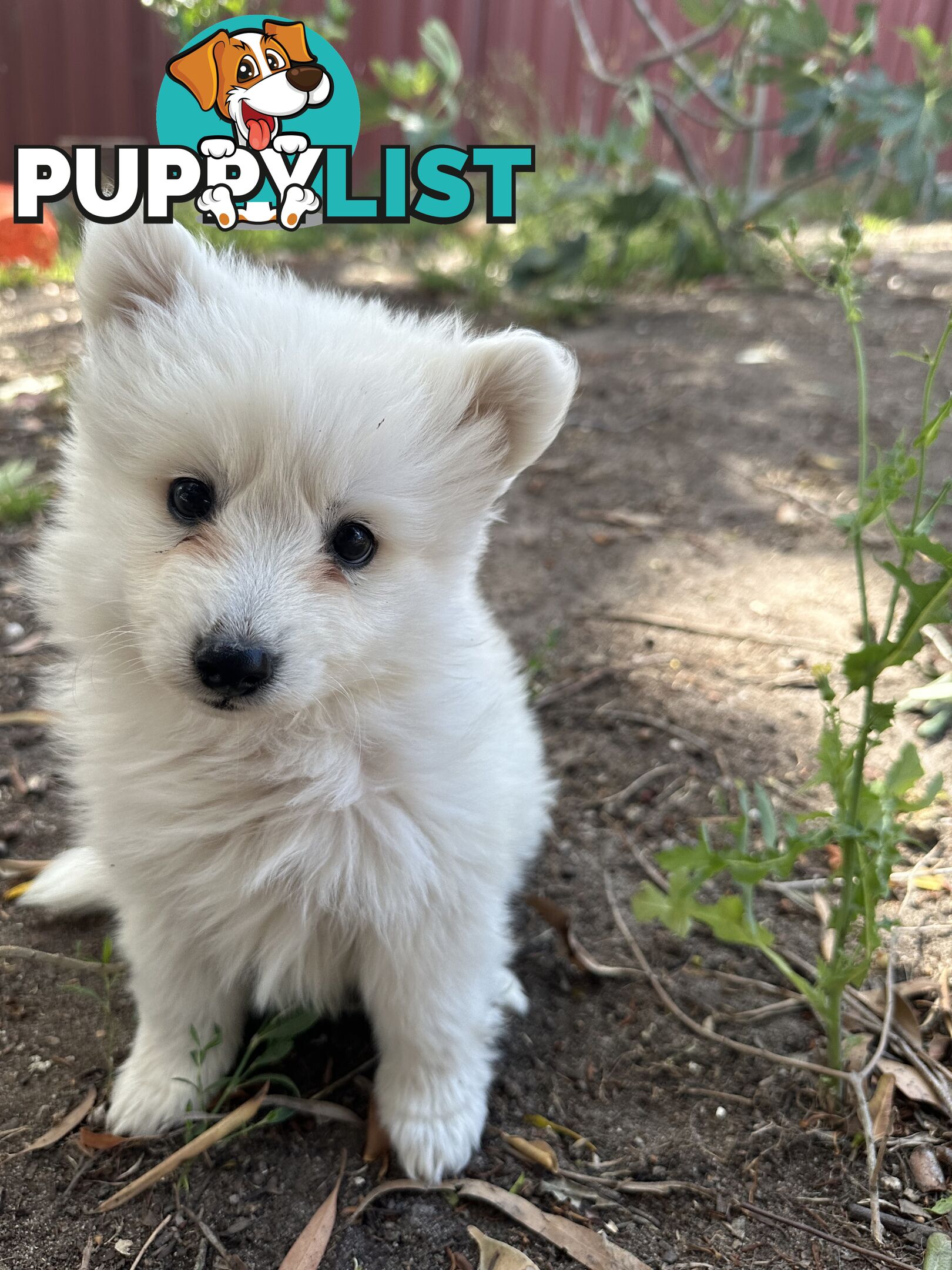 ADORABLE PUREBRED JAPANESE SPITZ FOR SALE