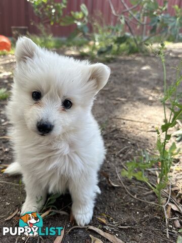 ADORABLE PUREBRED JAPANESE SPITZ FOR SALE