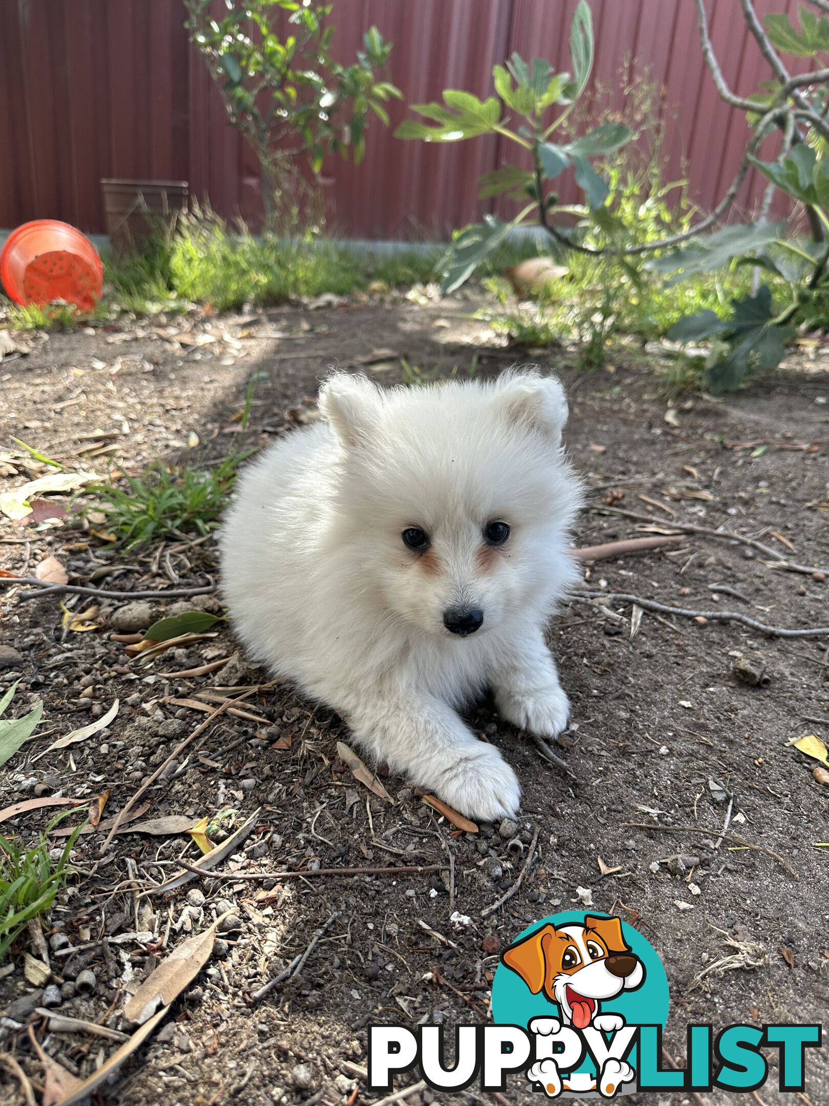 ADORABLE PUREBRED JAPANESE SPITZ FOR SALE