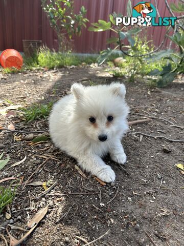 ADORABLE PUREBRED JAPANESE SPITZ FOR SALE