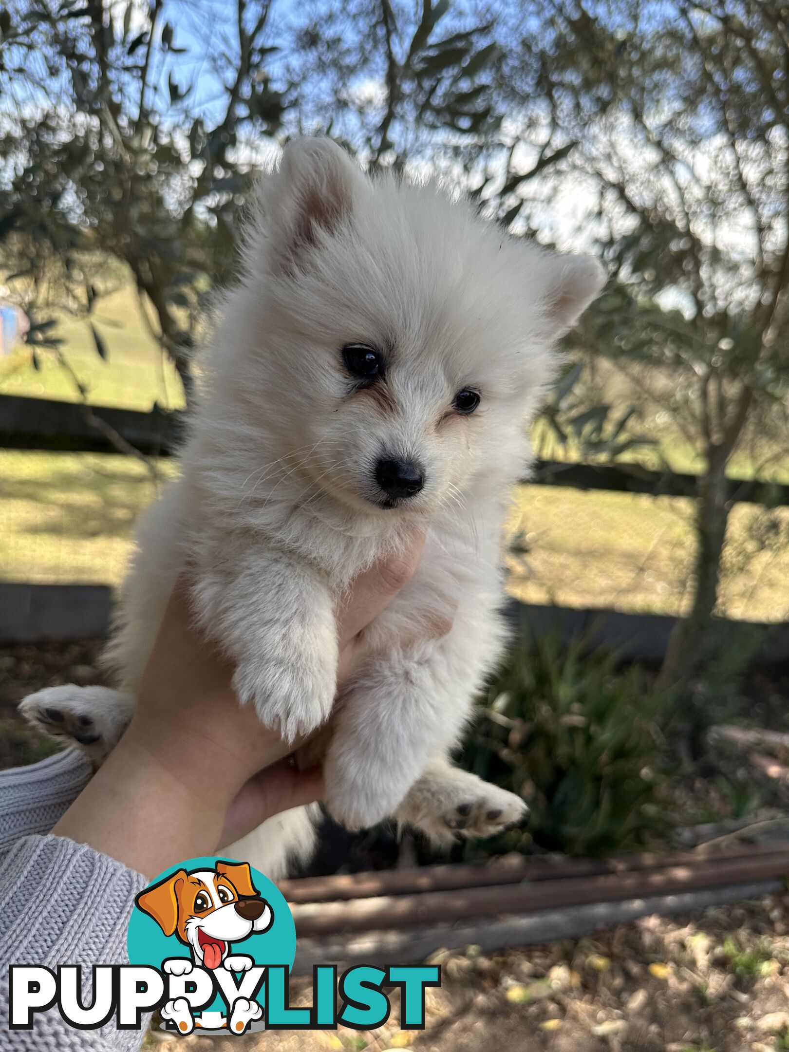 ADORABLE PUREBRED JAPANESE SPITZ FOR SALE