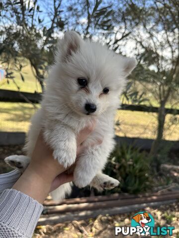 ADORABLE PUREBRED JAPANESE SPITZ FOR SALE