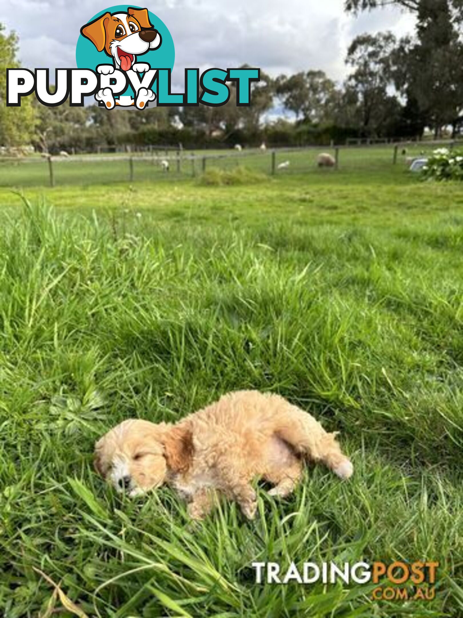 GORGEOUS TEACUP CAVOODLE PUPPY FOR SALE