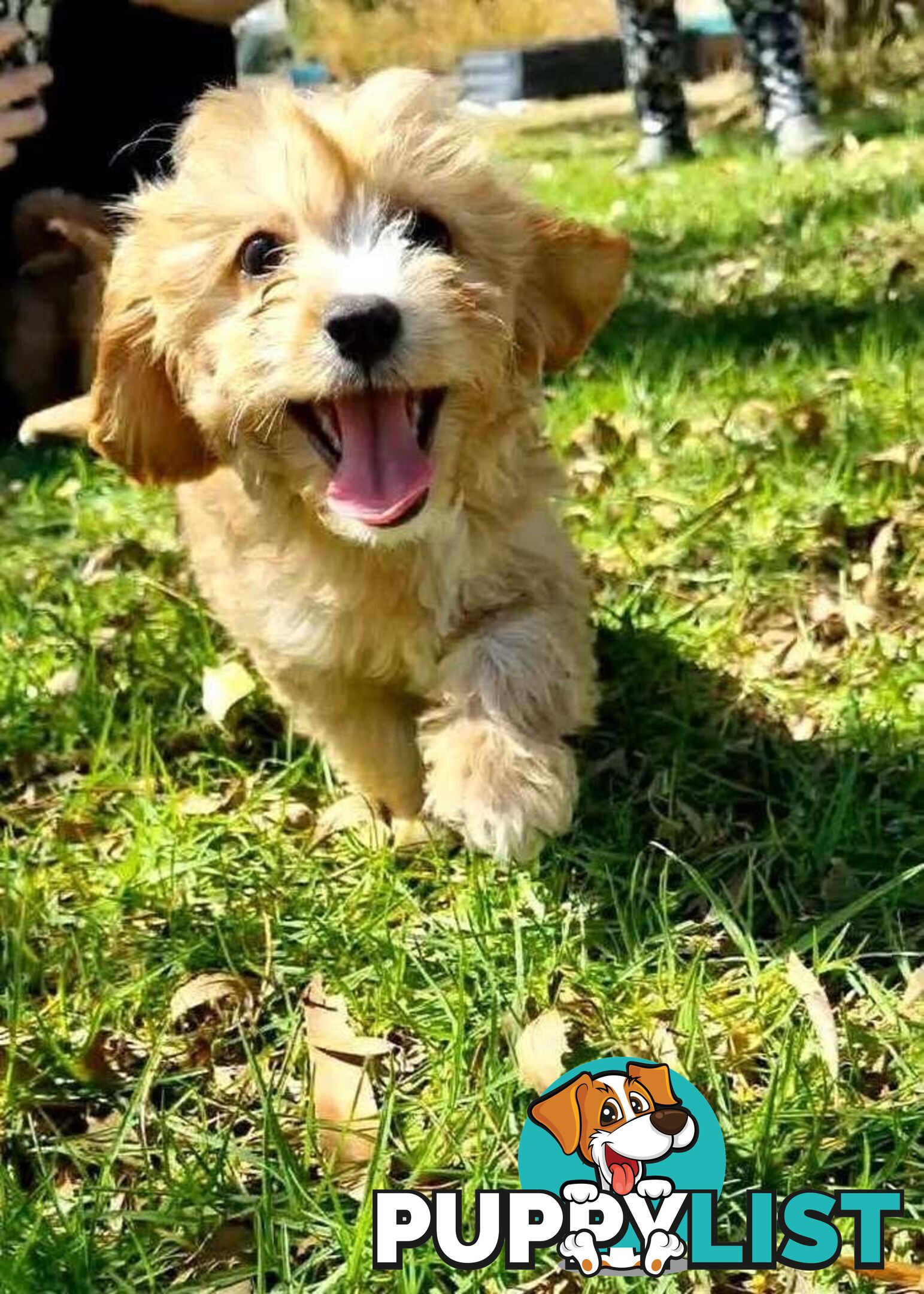 GORGEOUS TEACUP CAVOODLE PUPPY FOR SALE