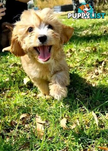 GORGEOUS TEACUP CAVOODLE PUPPY FOR SALE