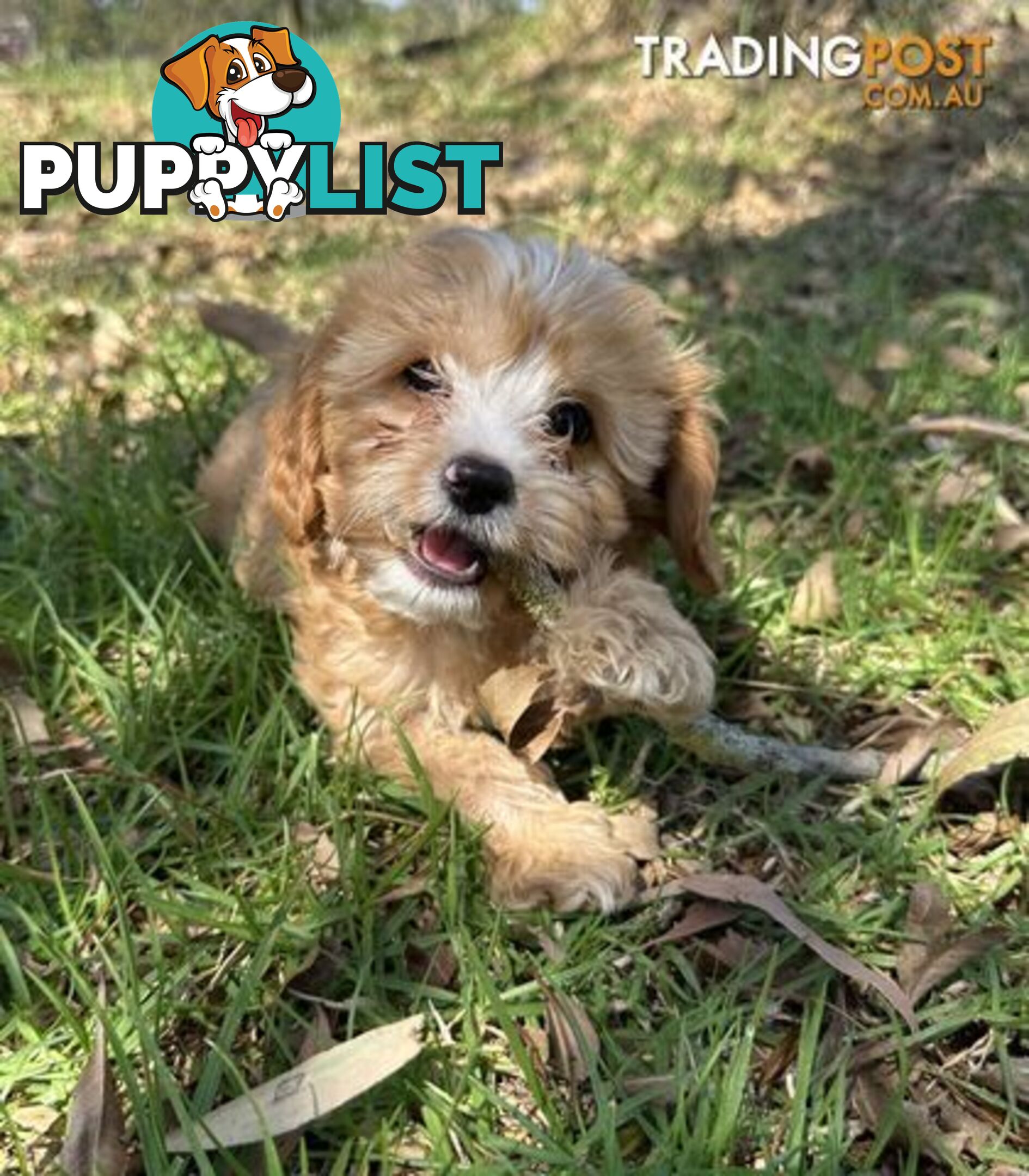 GORGEOUS TEACUP CAVOODLE PUPPY FOR SALE