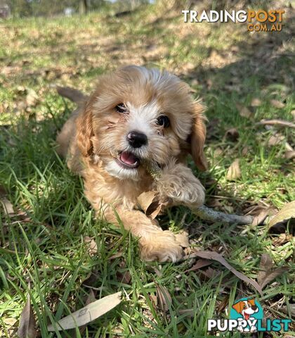GORGEOUS TEACUP CAVOODLE PUPPY FOR SALE