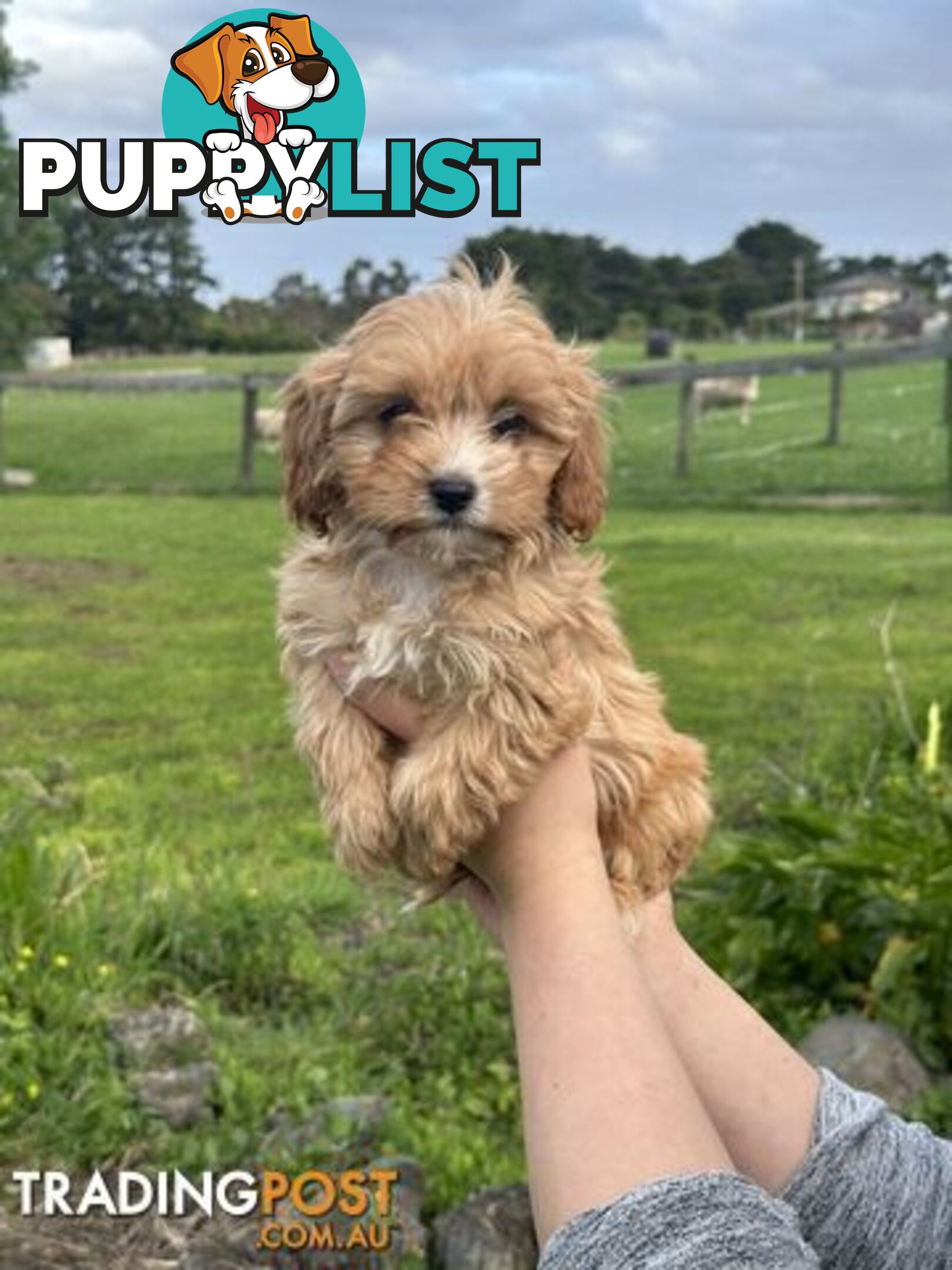GORGEOUS TEACUP CAVOODLE PUPPY FOR SALE