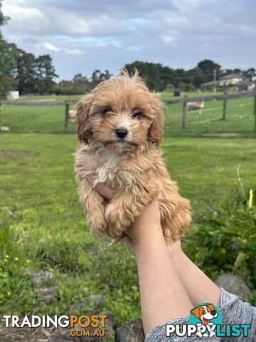GORGEOUS TEACUP CAVOODLE PUPPY FOR SALE