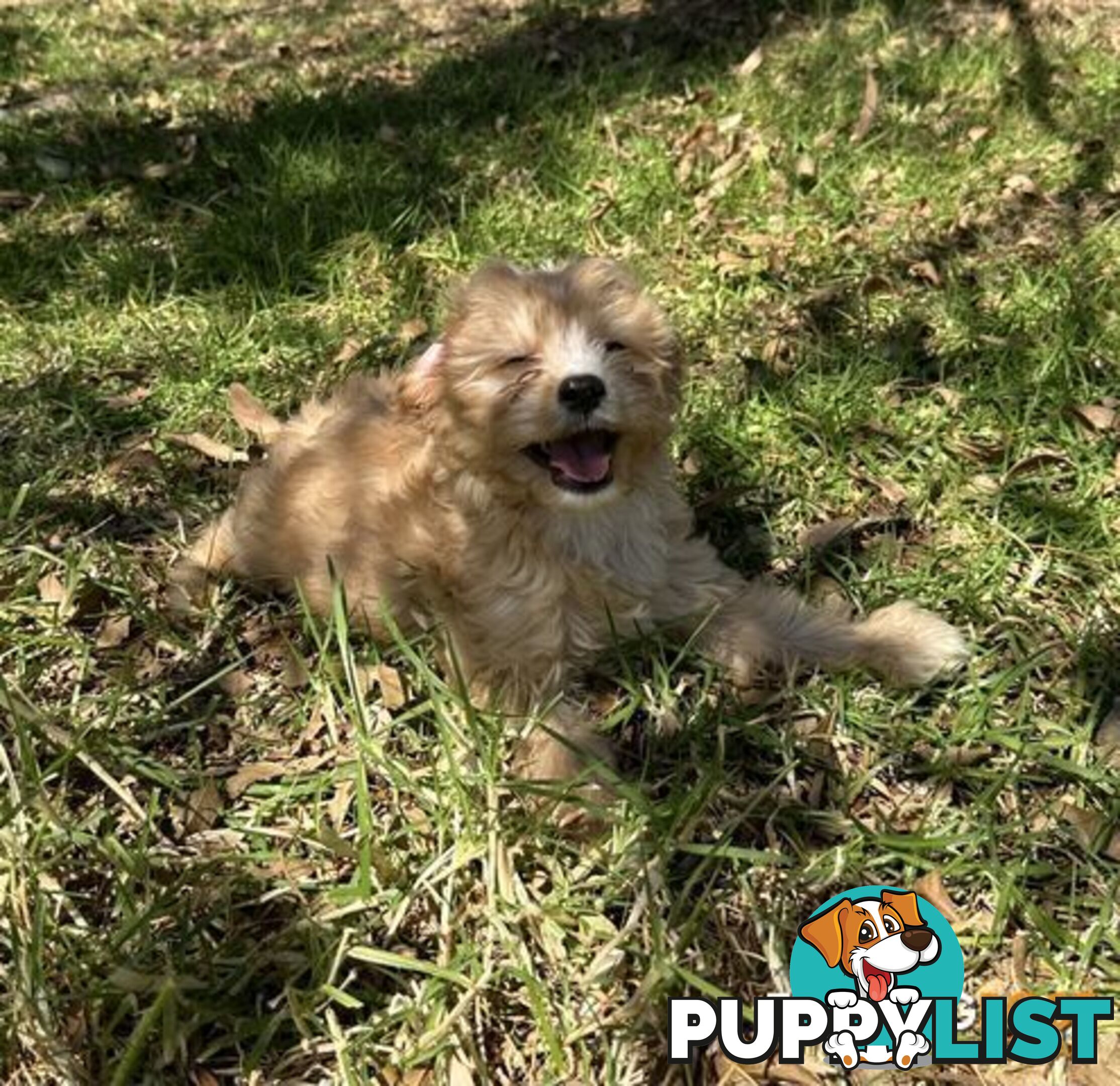 GORGEOUS TEACUP CAVOODLE PUPPY FOR SALE