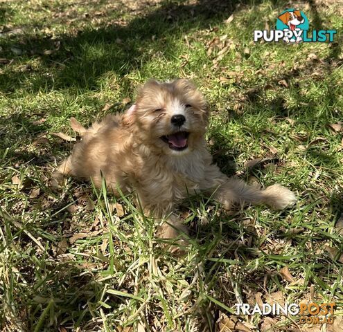 GORGEOUS TEACUP CAVOODLE PUPPY FOR SALE
