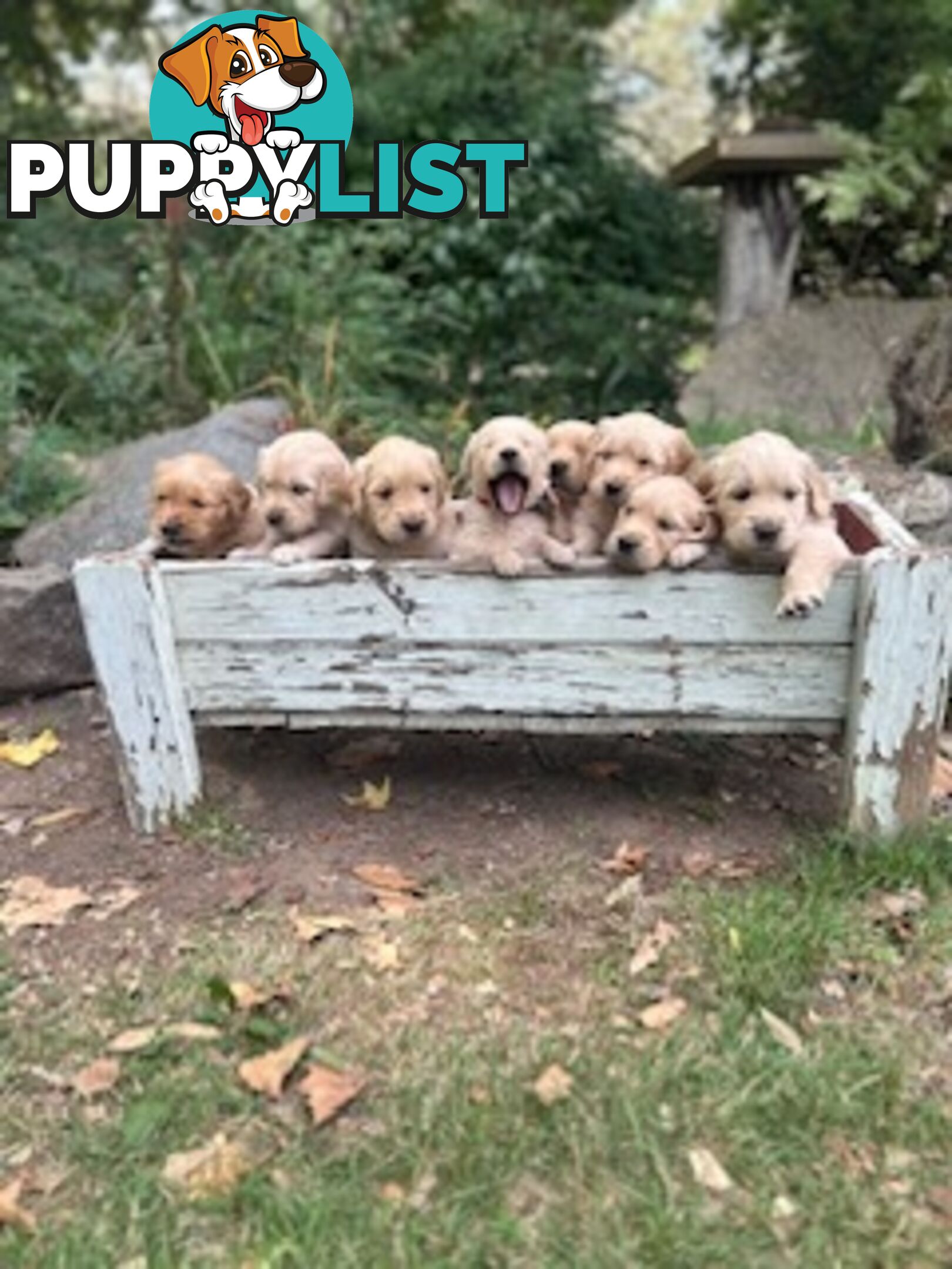 Golden retriever puppies