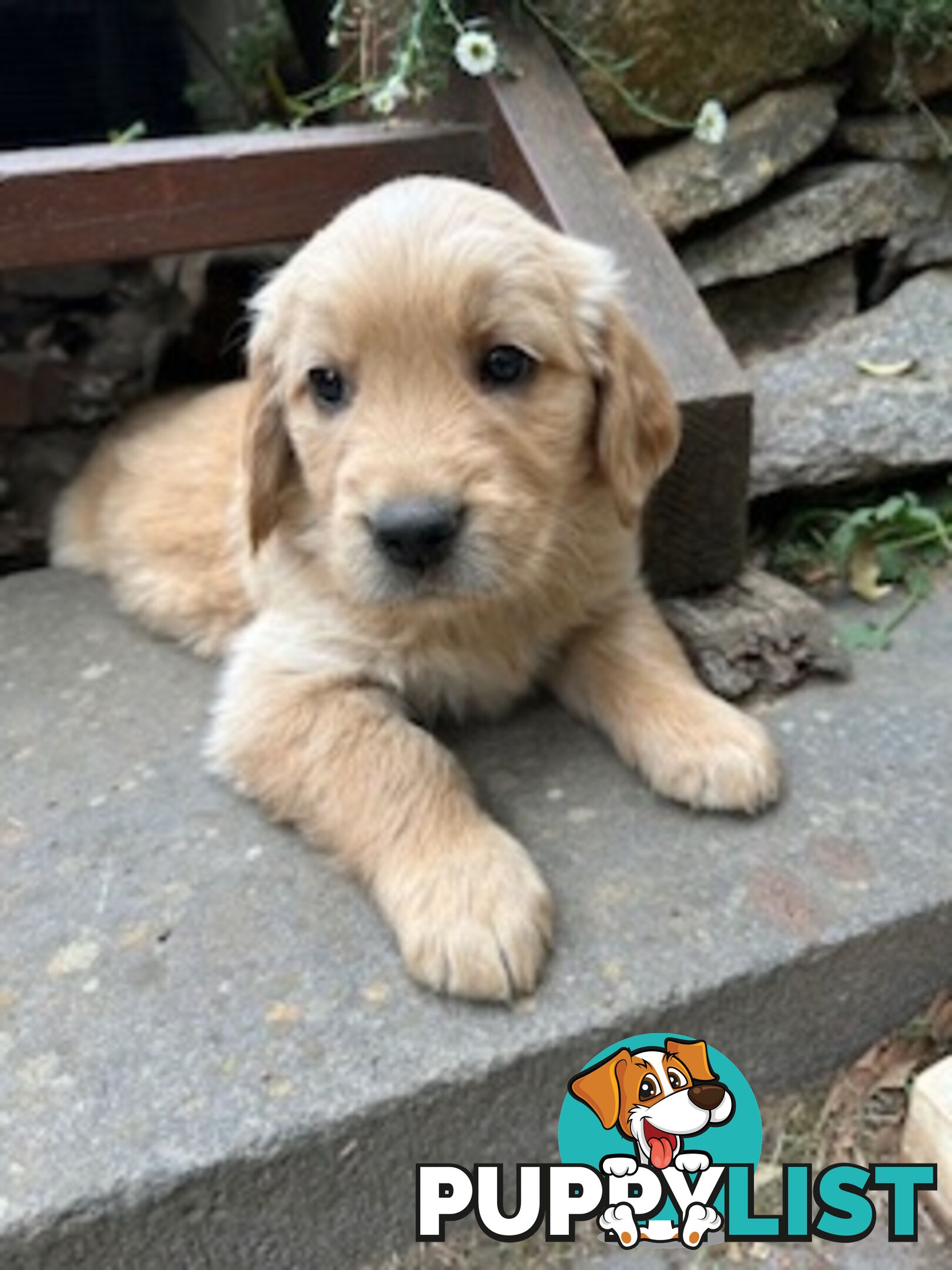 Golden retriever puppies