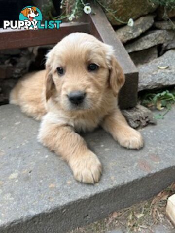 Golden retriever puppies