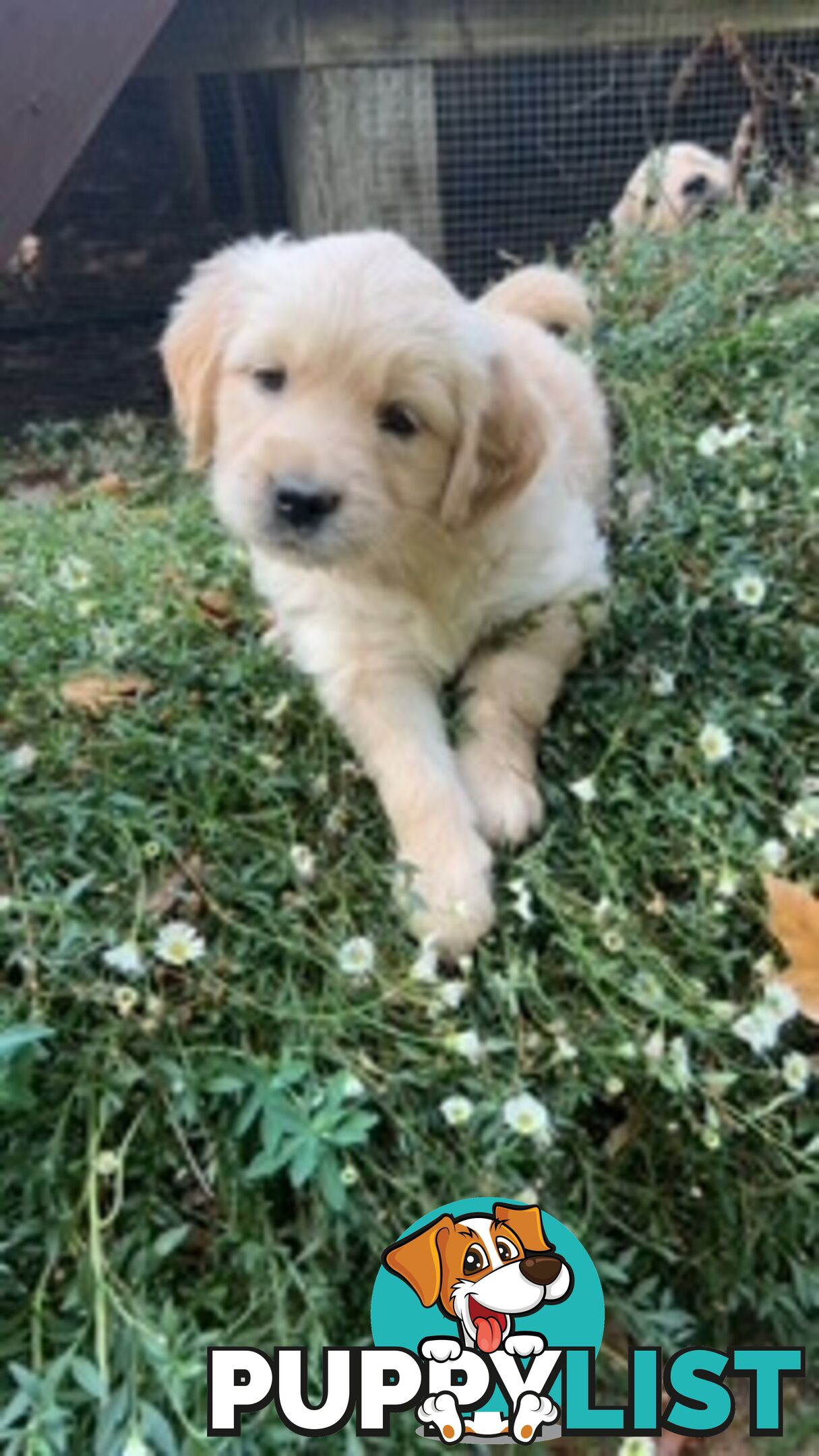 Golden retriever puppies