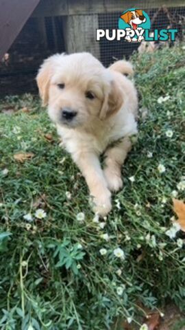 Golden retriever puppies