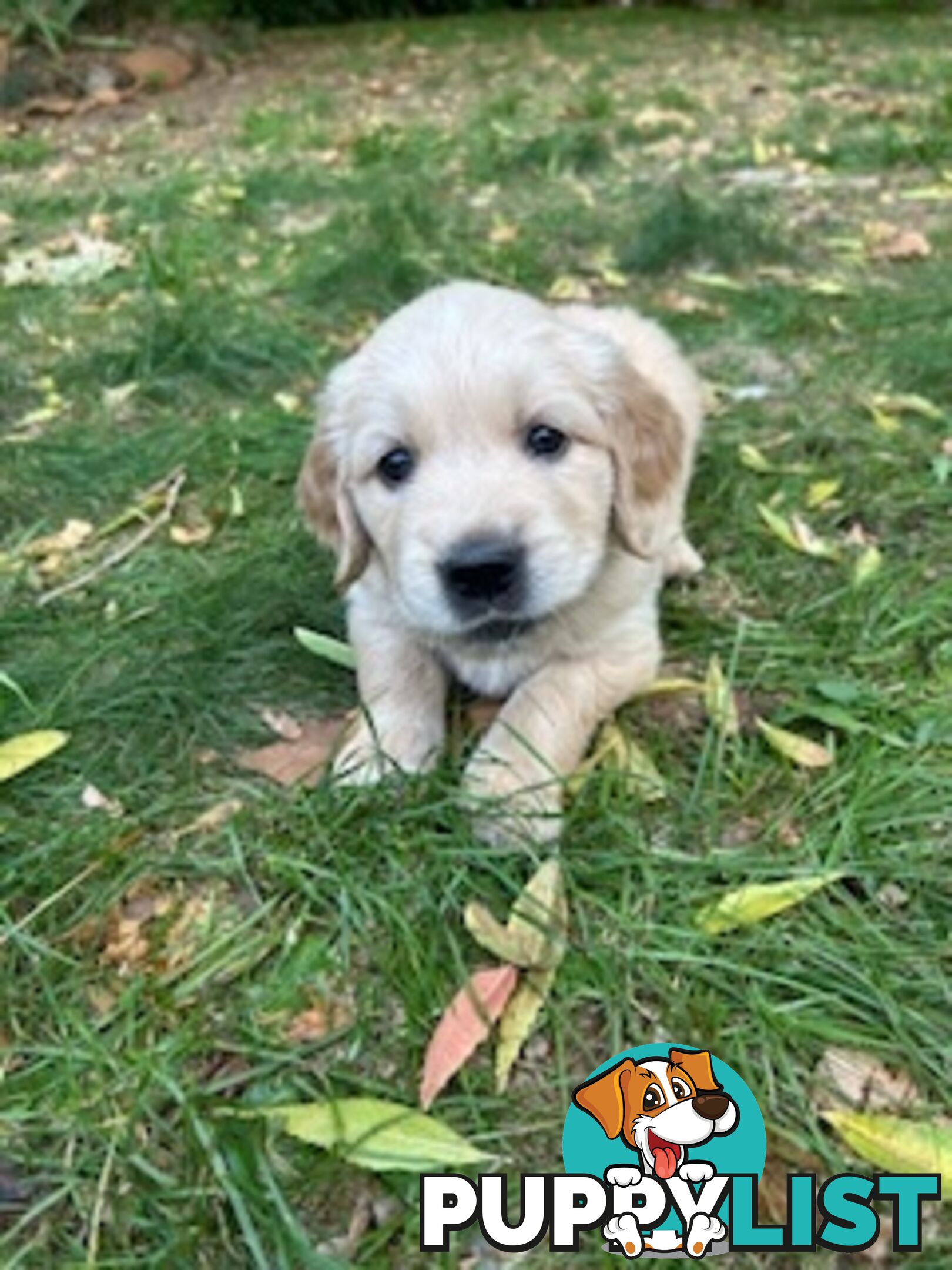 Golden retriever puppies