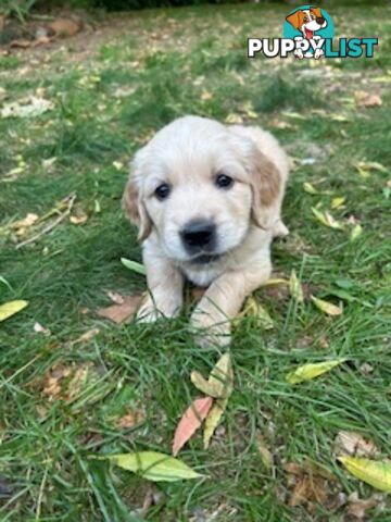 Golden retriever puppies
