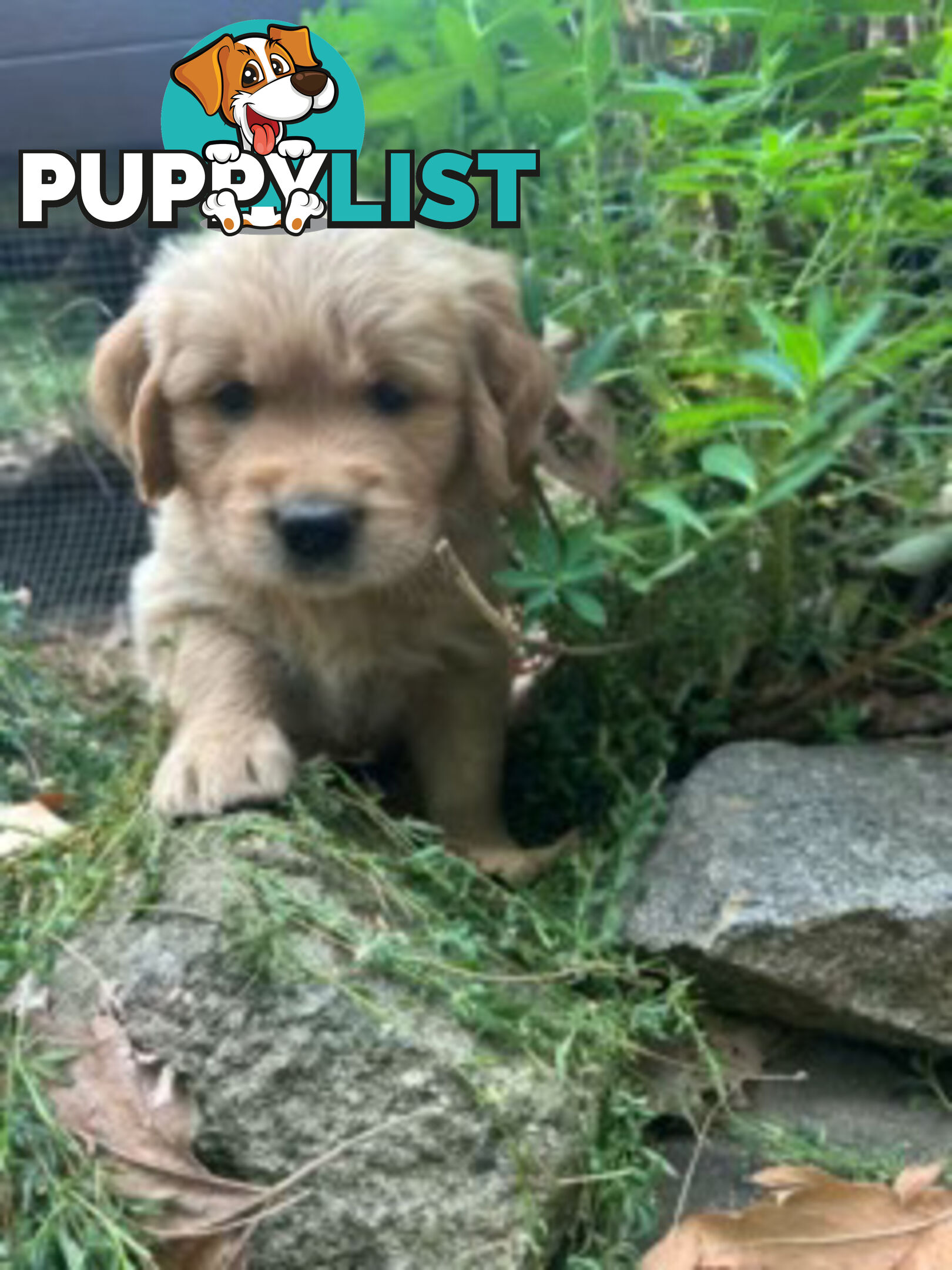 Golden retriever puppies