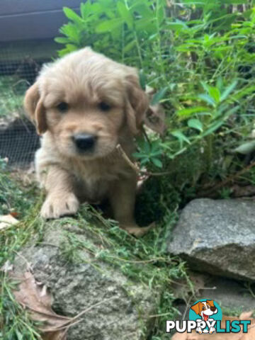 Golden retriever puppies
