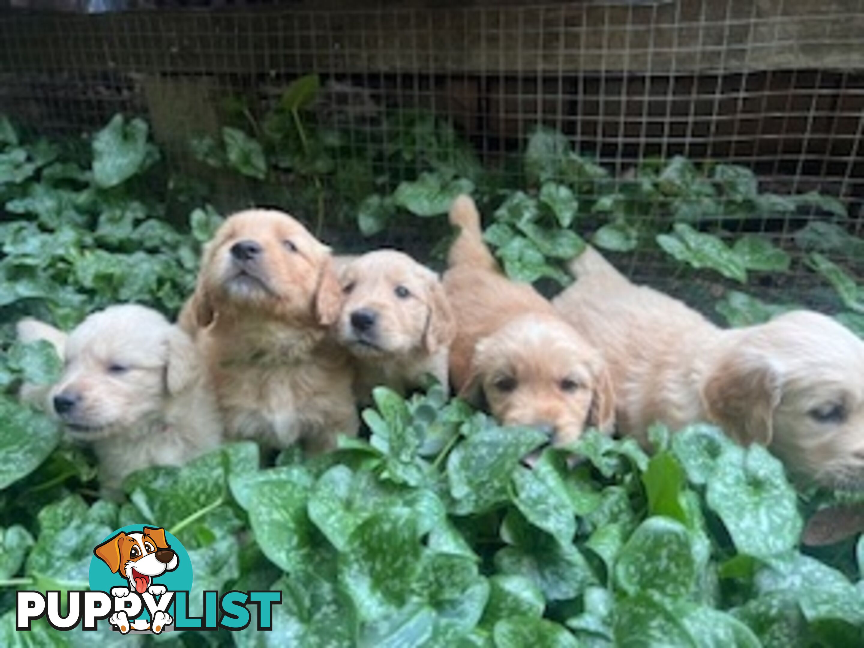 Golden retriever puppies