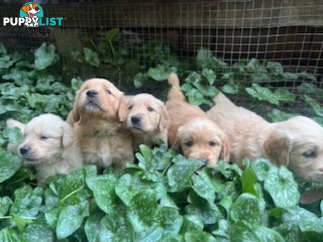 Golden retriever puppies