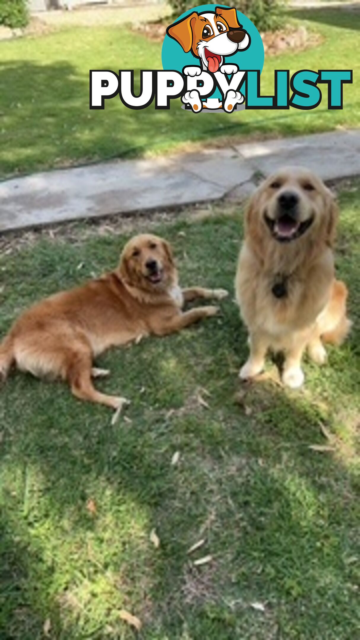 Golden retriever puppies