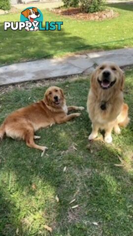 Golden retriever puppies