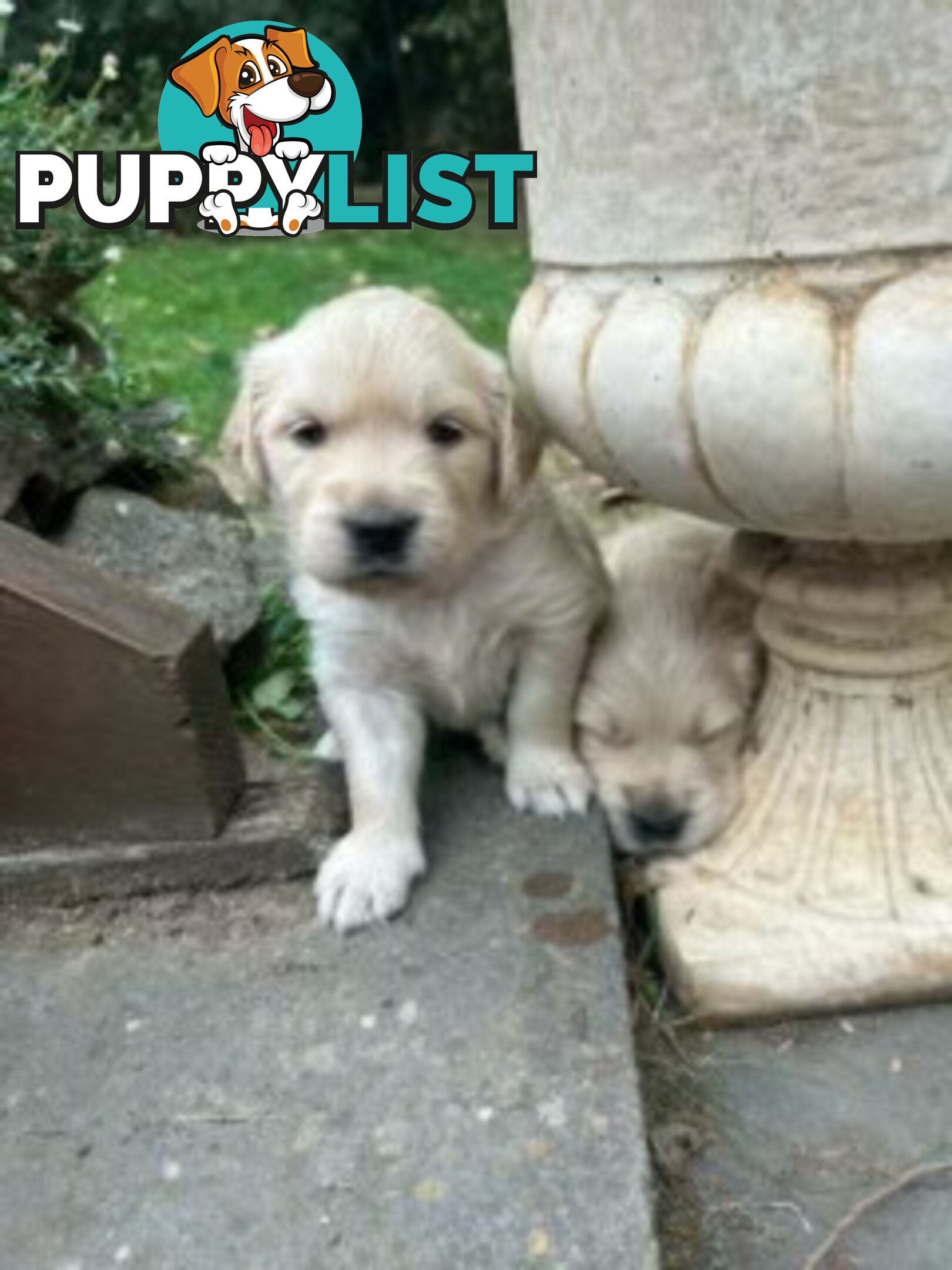 Golden retriever puppies