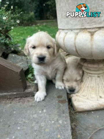 Golden retriever puppies