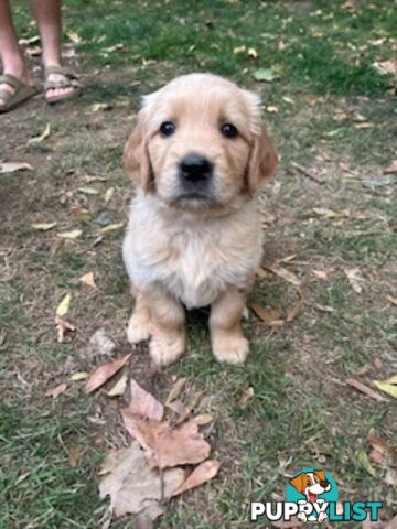 Golden retriever puppies