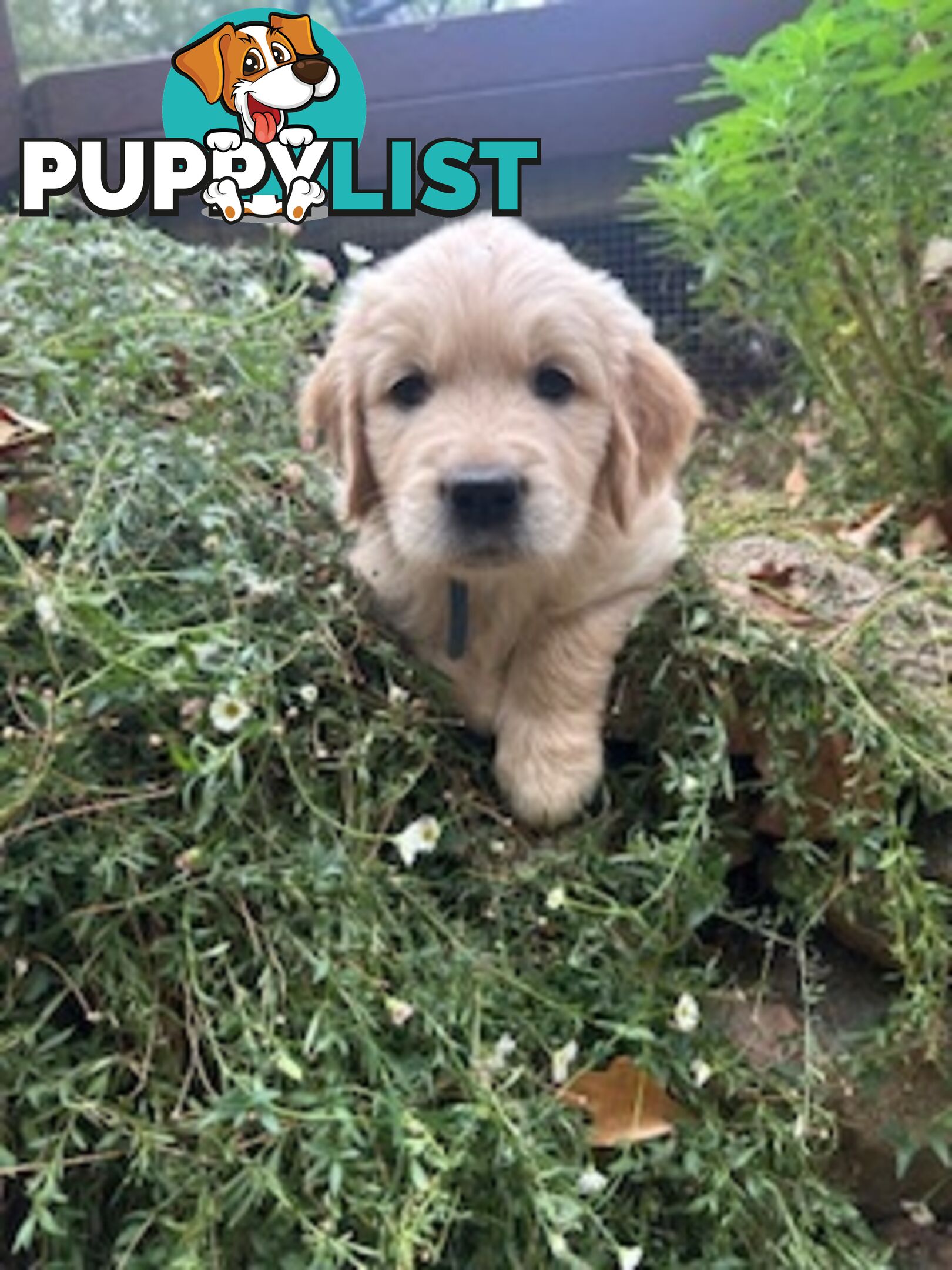 Golden retriever puppies