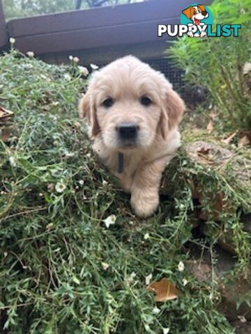 Golden retriever puppies