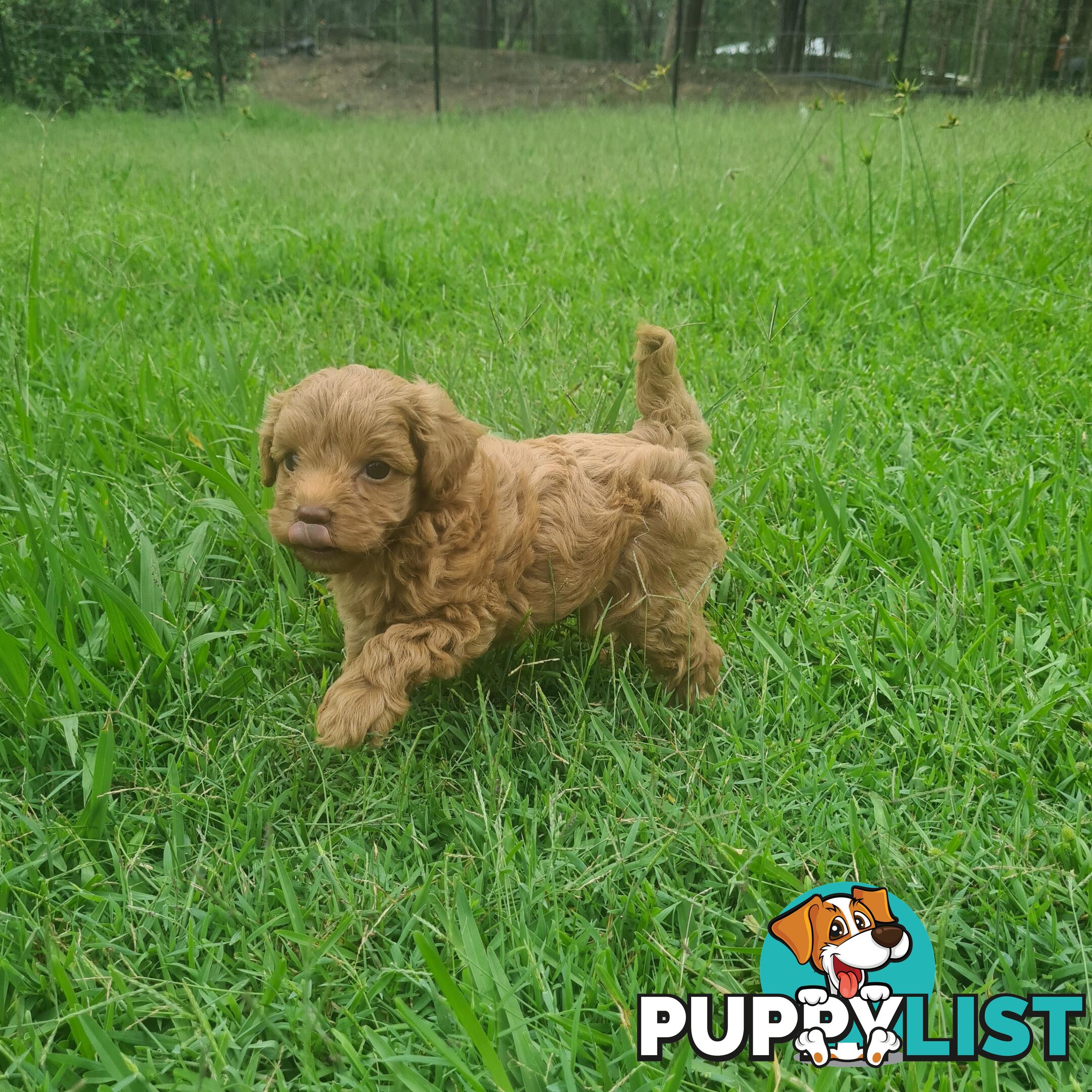 Toy Cavoodle Puppy