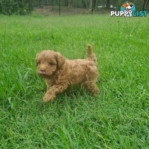 Toy Cavoodle Puppy