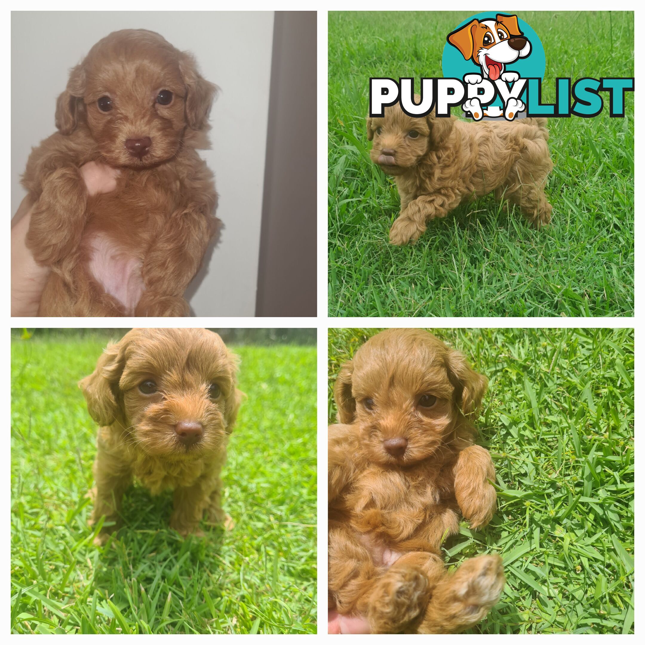 Toy Cavoodle Puppy