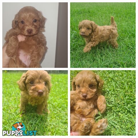 Toy Cavoodle Puppy