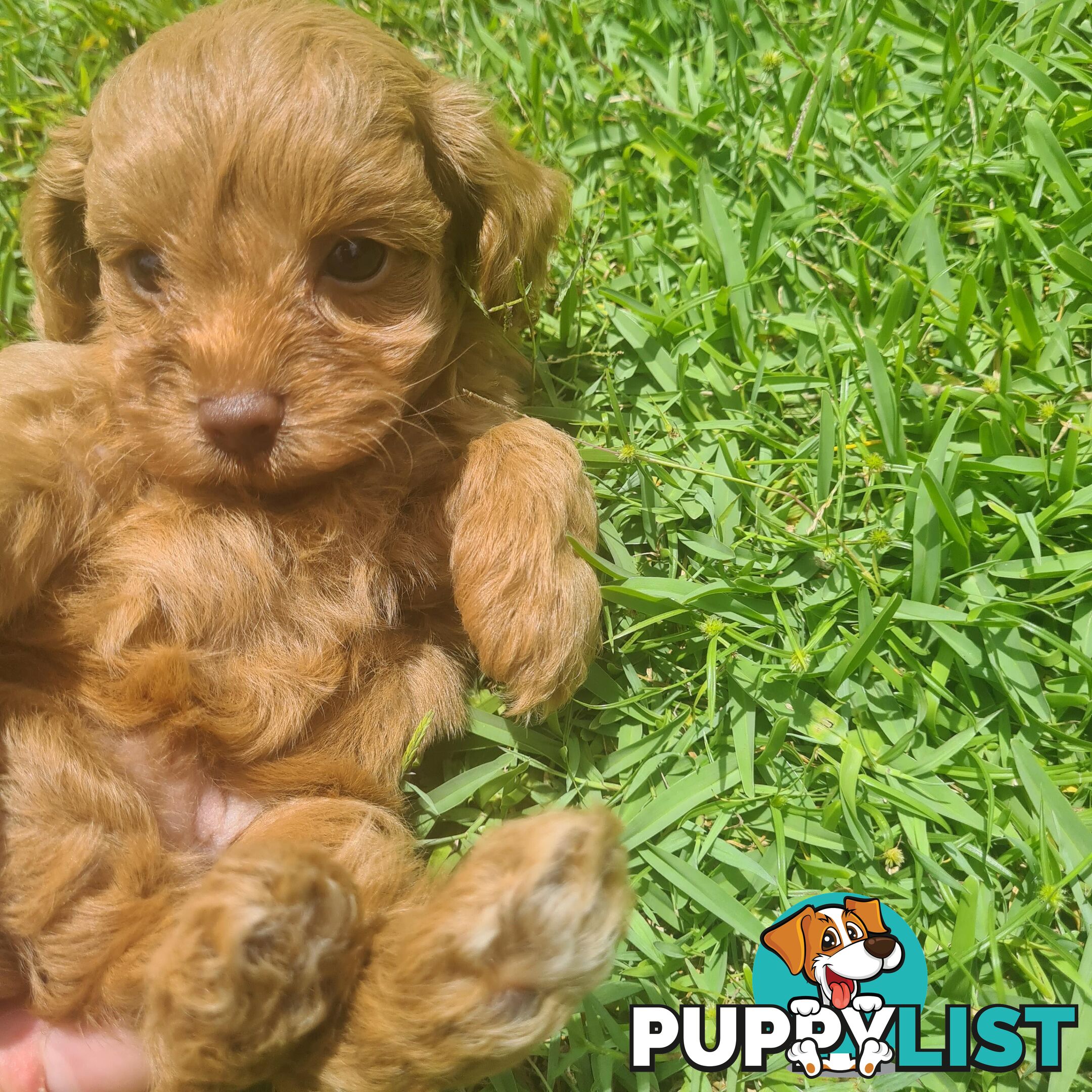 Toy Cavoodle Puppy