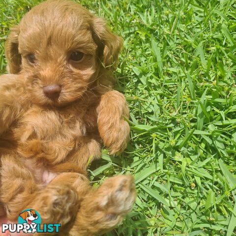 Toy Cavoodle Puppy