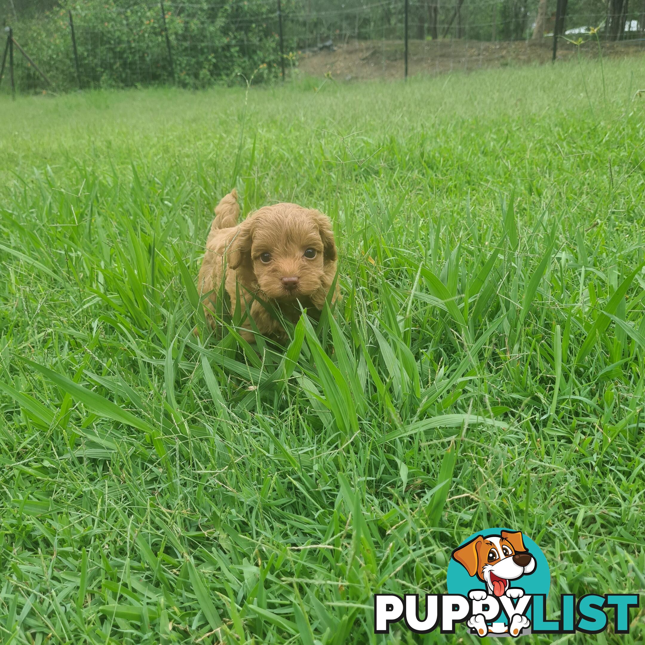 Toy Cavoodle Puppy