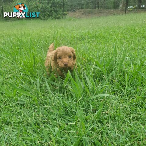 Toy Cavoodle Puppy