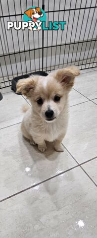 Maltese x Pomeranian puppies