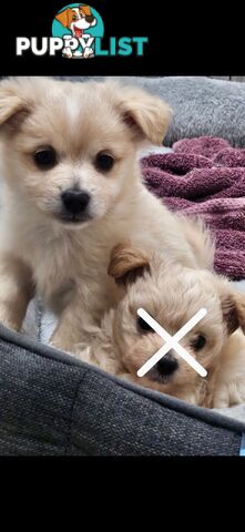 Maltese x Pomeranian puppies