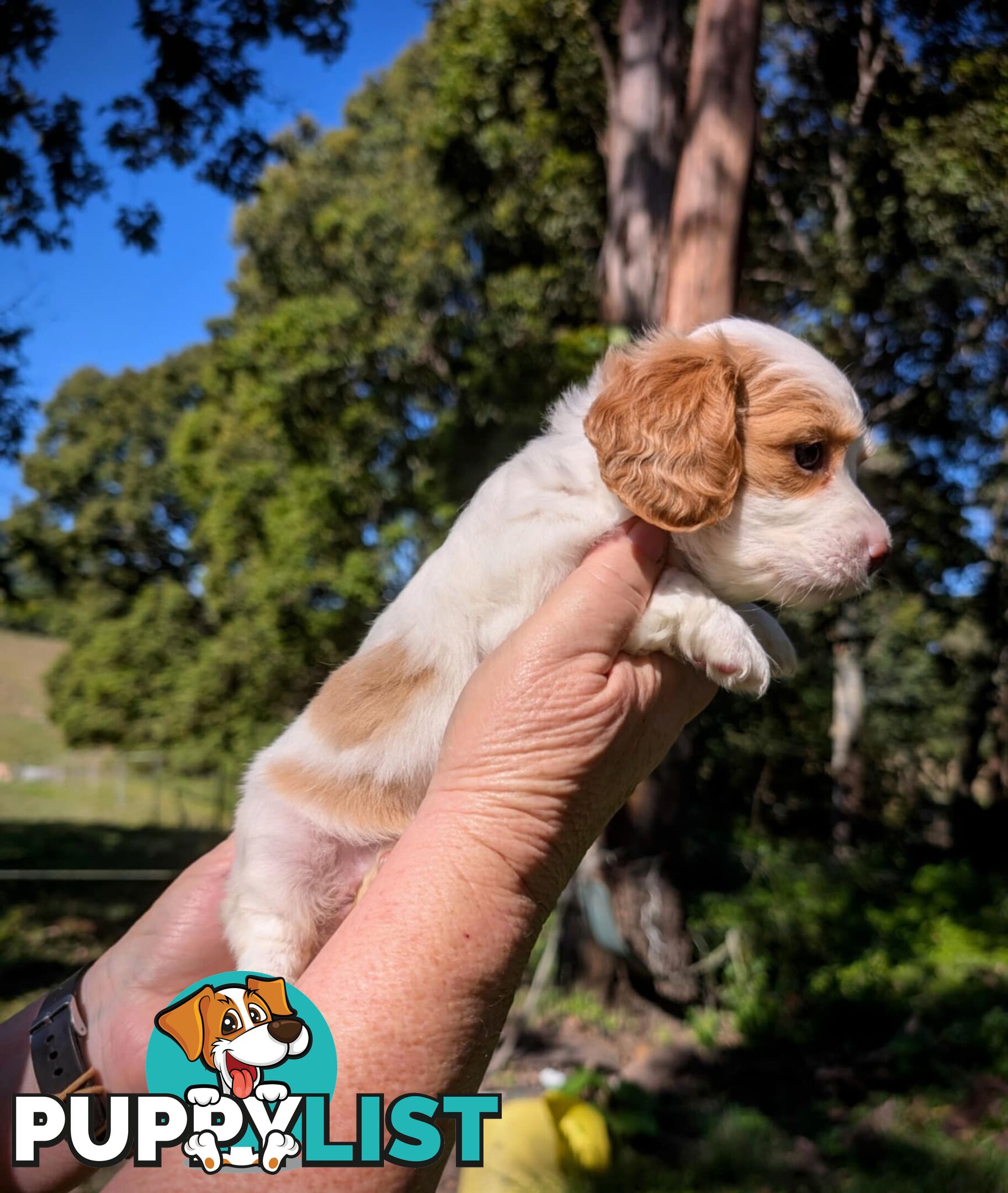 Mini dachshund x Cavalier puppies