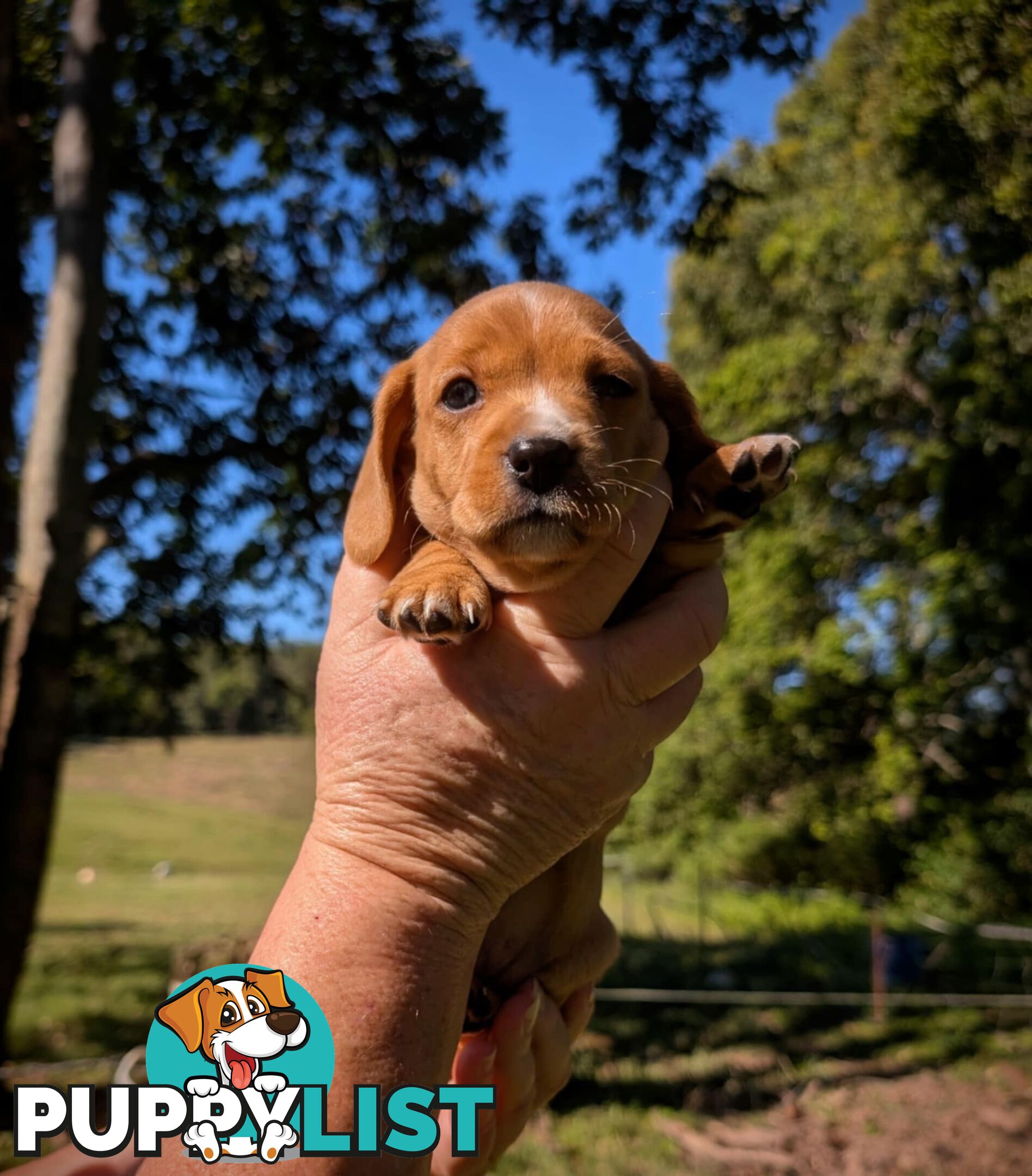 Mini dachshund x Cavalier puppies